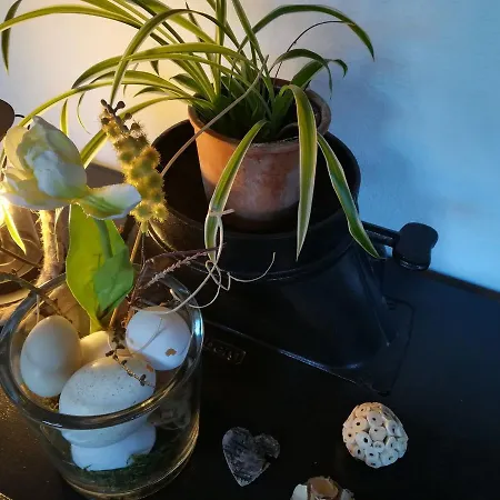 Haus Schnurbus Appartement *